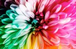 coloured flower